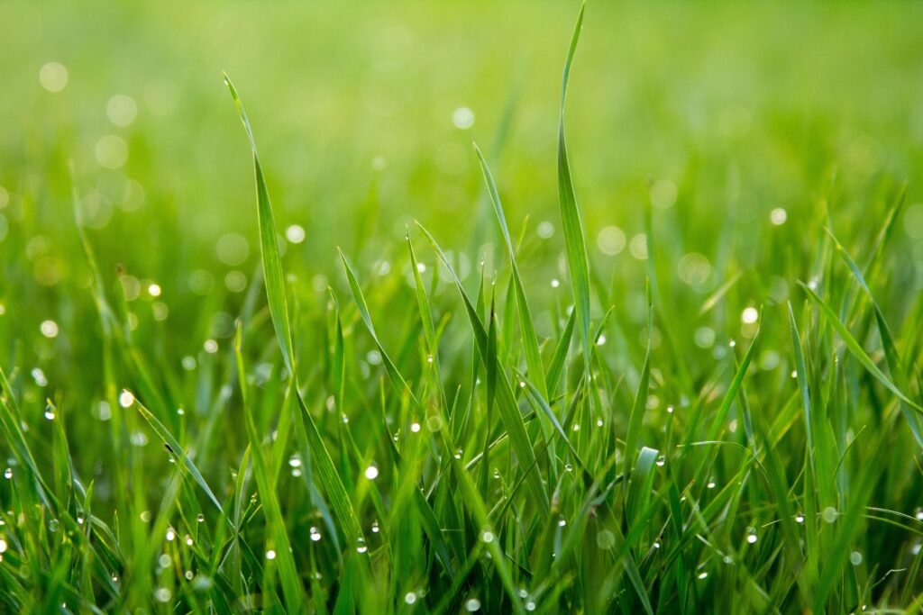 Close-up view of vibrant Texas grass with morning dew, showcasing the expertise of Professional Landscaping Services in Dallas